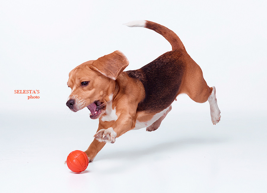 Dogs. Pet photographer Kateryna Mumzhynska