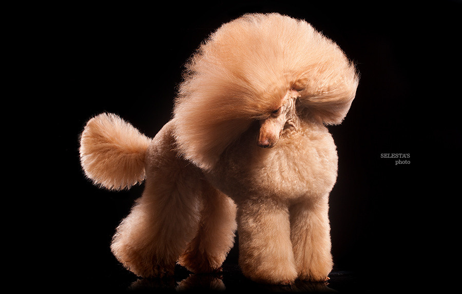 Dogs. Pet photographer Kateryna Mumzhynska