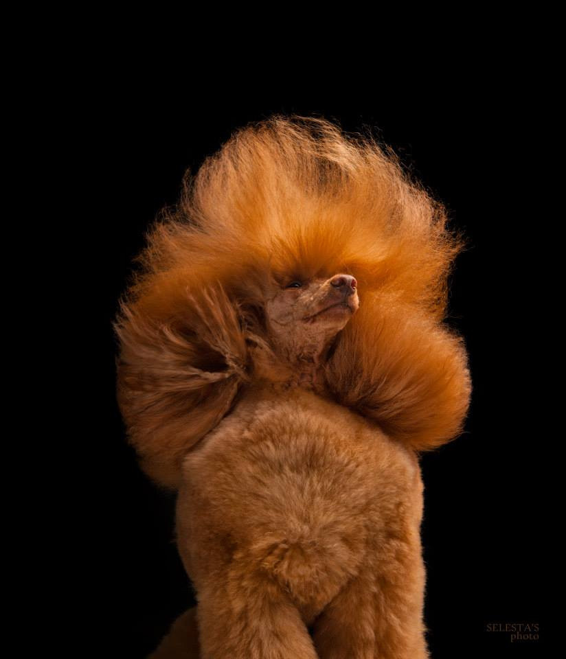 Dogs. Pet photographer Kateryna Mumzhynska