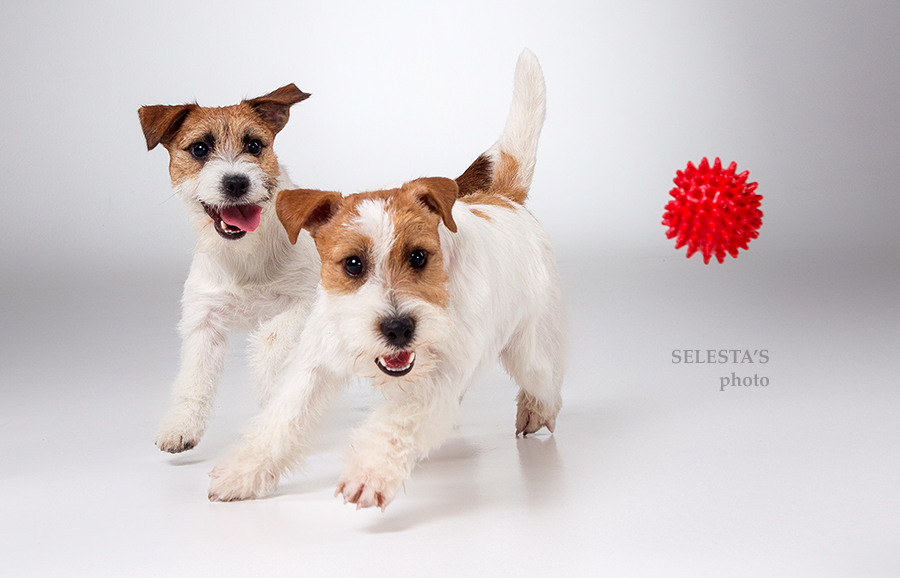 Dogs. Pet photographer Kateryna Mumzhynska