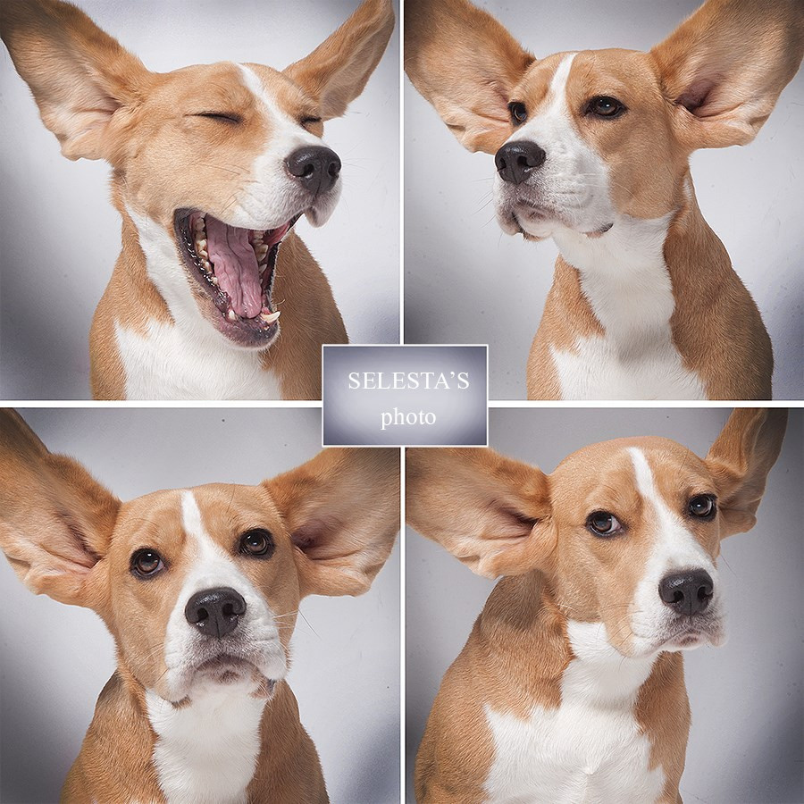 Dogs. Pet photographer Kateryna Mumzhynska