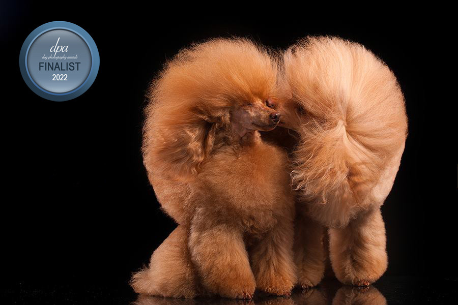 Dogs. Pet photographer Kateryna Mumzhynska