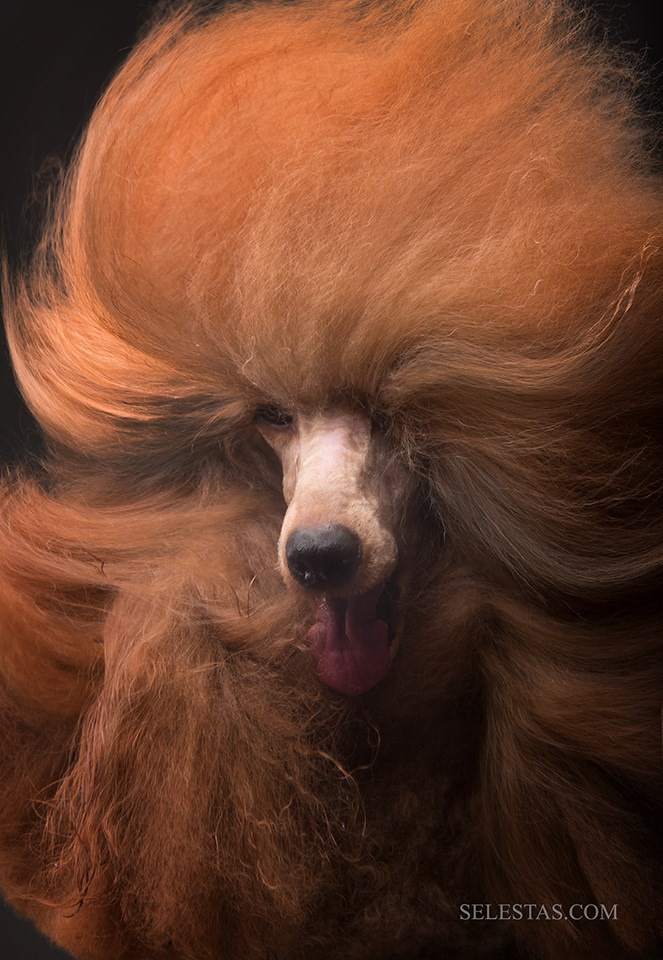 Dogs. Pet photographer Kateryna Mumzhynska