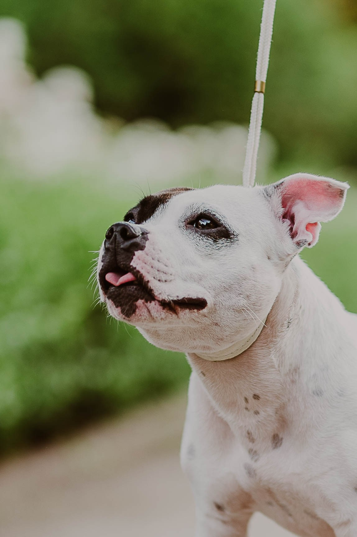Staffik - Furia. Naturalnie pięknie - Klaudia Rowicka