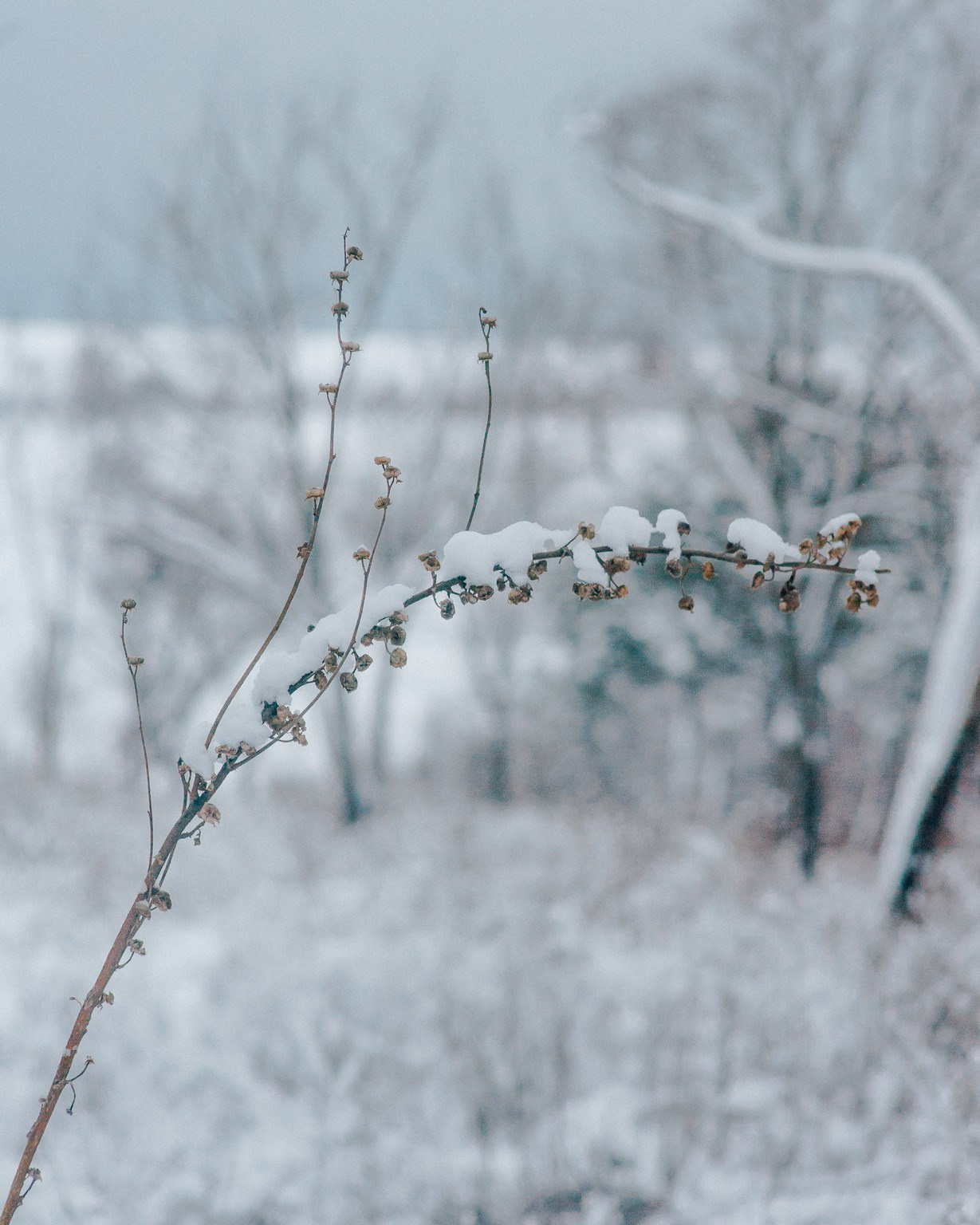 They loved dogs. Elegant Wedding Photography