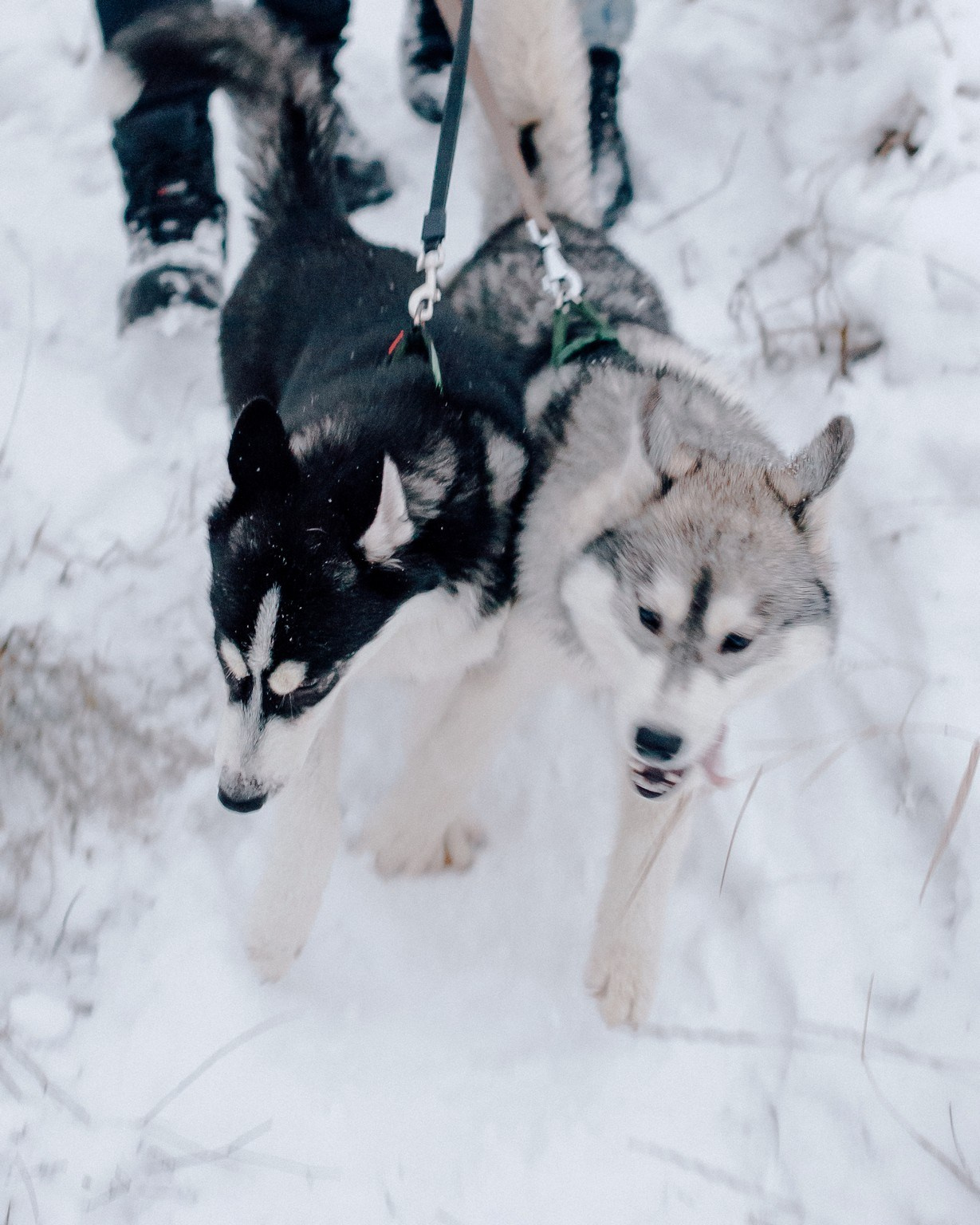 They loved dogs. Elegant Wedding Photography