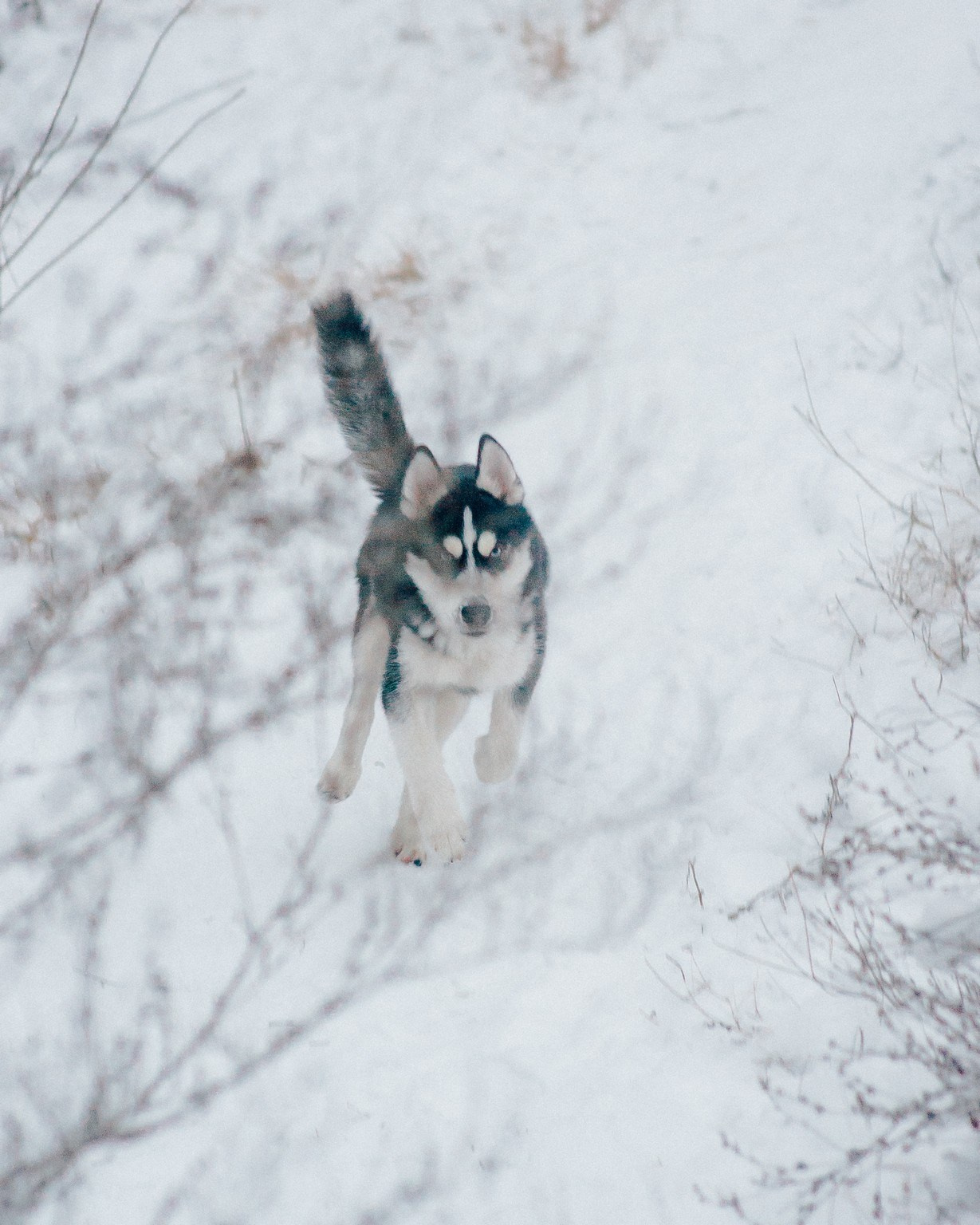 They loved dogs. Elegant Wedding Photography