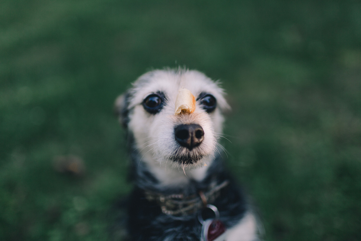 Таня + Виктор = Рафаэль ;). Свадебный фотограф в Германии
