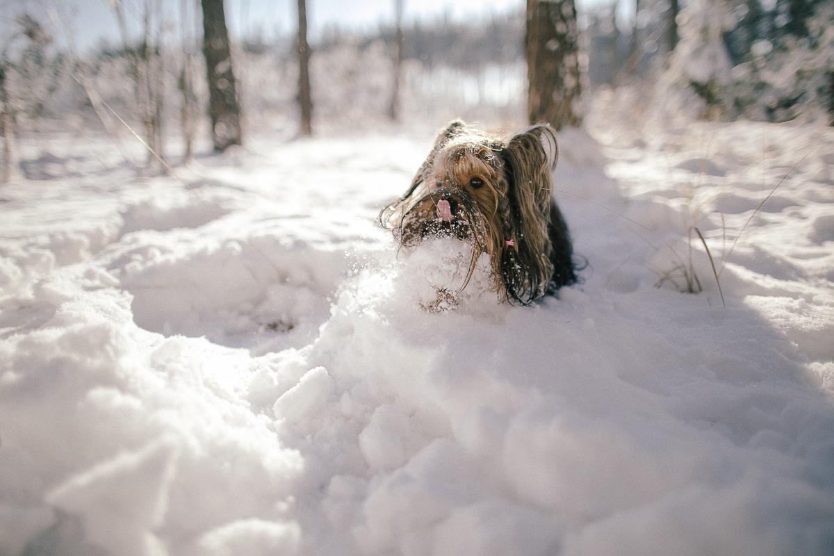 Андрей + Ира = Алина + Кирюша. Зима. Свадебный фотограф в Германии