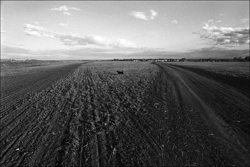 "Doggie in the field", farm of Senshin, village of Oblivskaya district, Rostov-on-Don region, Russia, May 2011