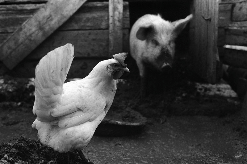 "Chicken in pig shelter", farm of Senshin, village of Oblivskaya district, Rostov-on-Don region, Russia, January 2011