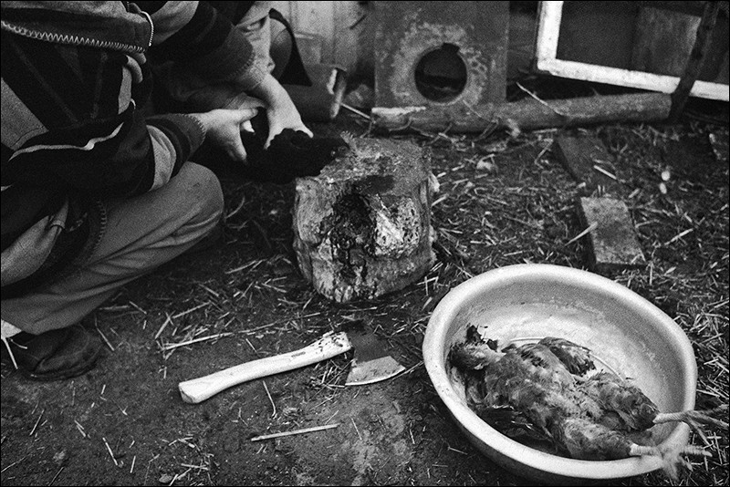 "Chicken heads chopping", farm of Senshin, village of Oblivskaya district, Rostov-on-Don region, Russia, January 2011