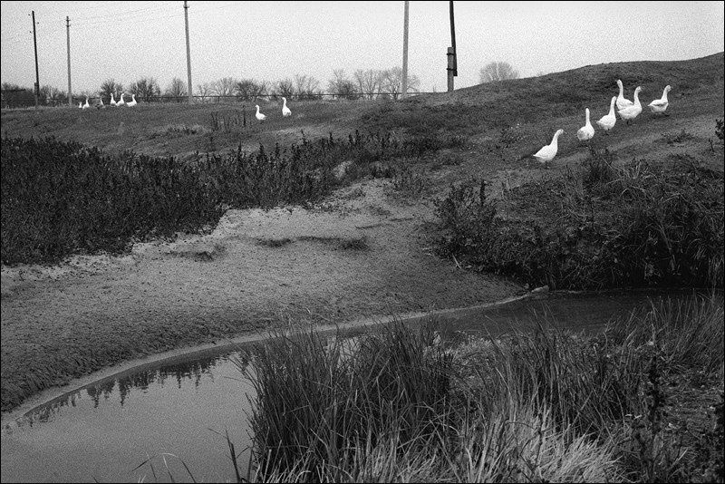 "Goose Stories", near Surovikino, Volgograd region, Russia, November 2010
