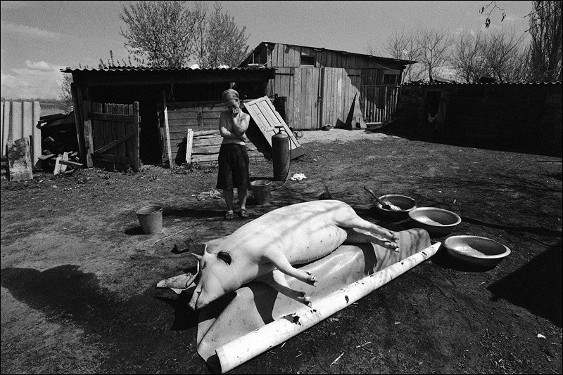 "Grief about the killed pig", farm of Senshin, village of Oblivskaya district, Rostov-on-Don region, Russia, May 2011