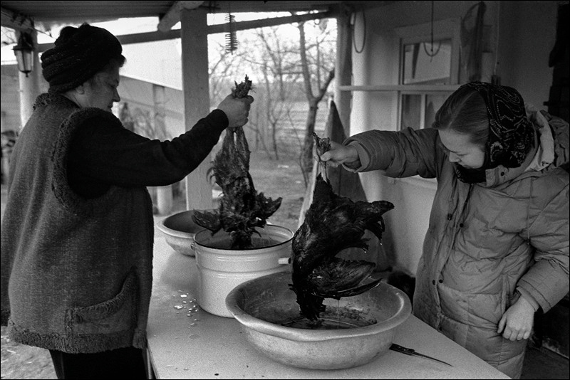 "Scalding chickens", farm of Senshin, village of Oblivskaya district, Rostov-on-Don region, Russia, January 2011