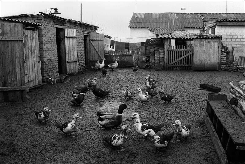 "Each farmer keeps a small poultry yard", farm of Senshin, village of Oblivskaya district, Rostov-on-Don region, Russia, January 2011