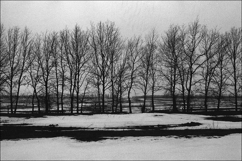 "Steppe forest belt", near village of Tikhaya Zhuravka, Chertkovsky district, Rostov-on-Don region, Russia, January 2011