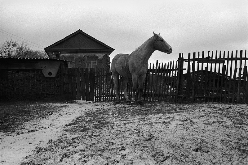 "The hobbled horse on a pasture near a hut", farm of Senshin, village of Oblivskaya district, Rostov-on-Don region, Russia, January 2011