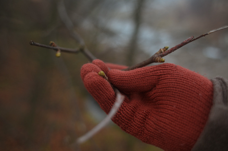 Ukraine. Precarpathian. Головна