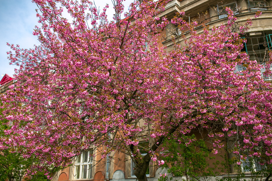 Ukraine. Uzhgorod. Головна