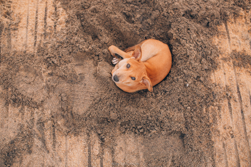 Sri Lanka. Головна