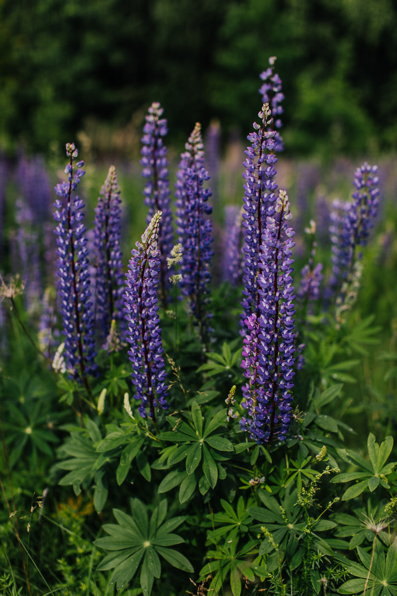 Мар"яна і Каміла. Головна