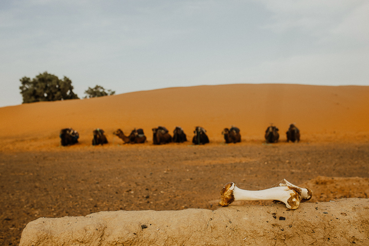 Sahara desert. Головна