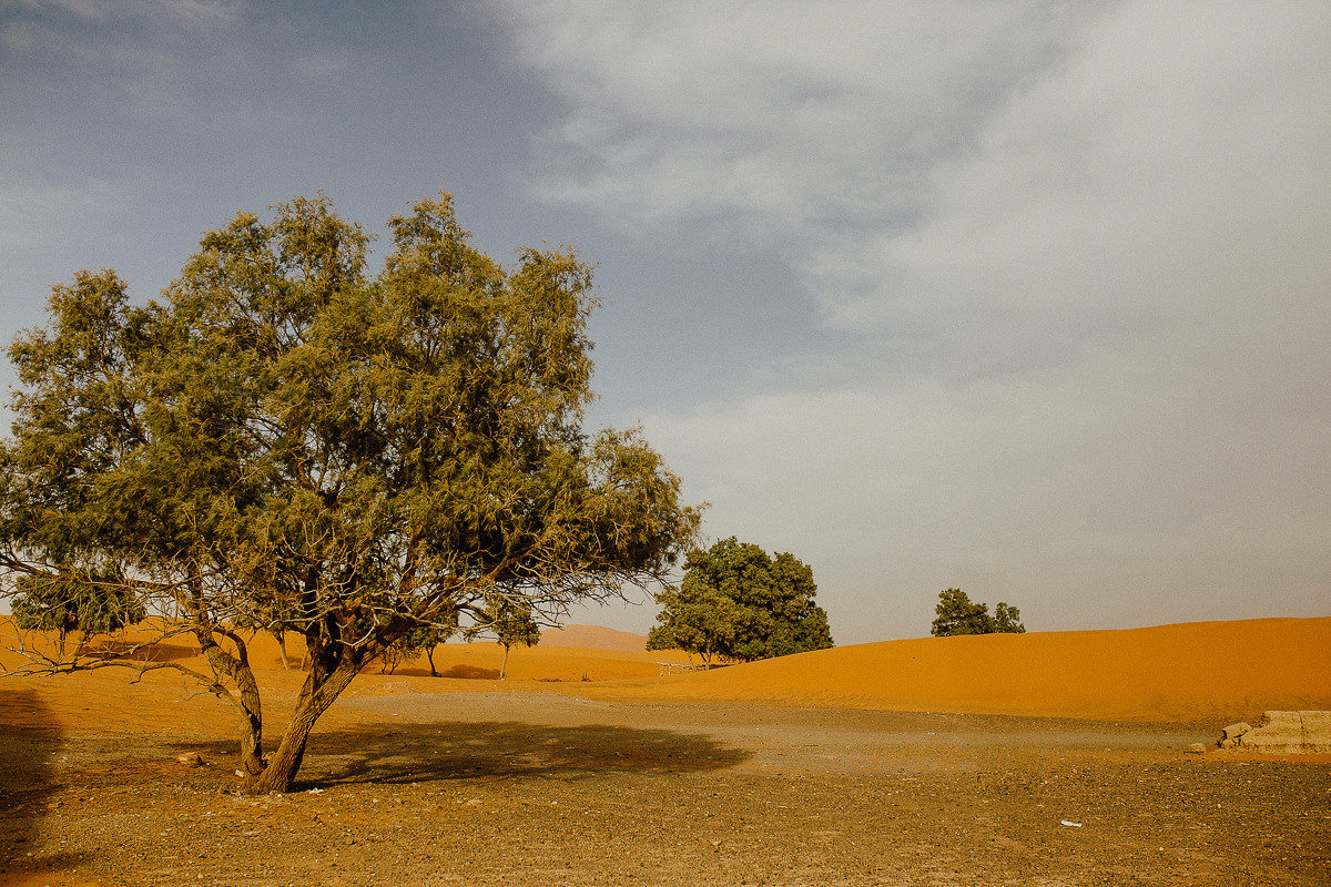 Sahara desert. Головна