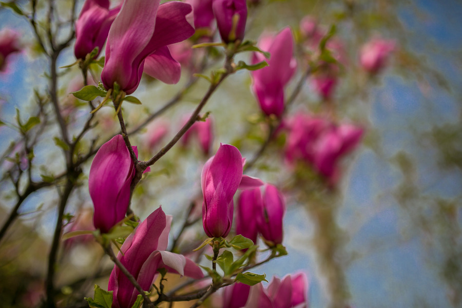 Ukraine. Uzhgorod. Головна