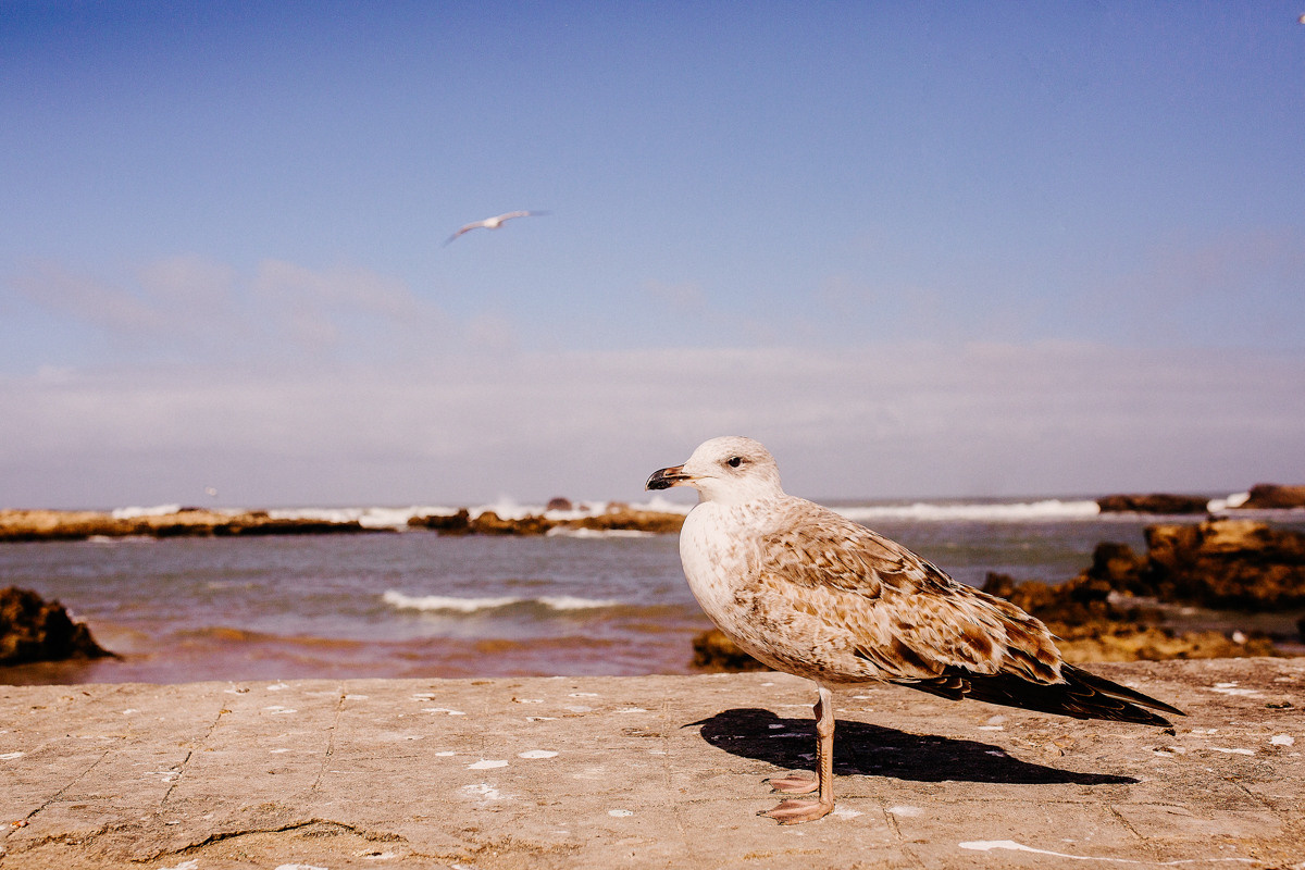 Morocco. Essaouira. Головна