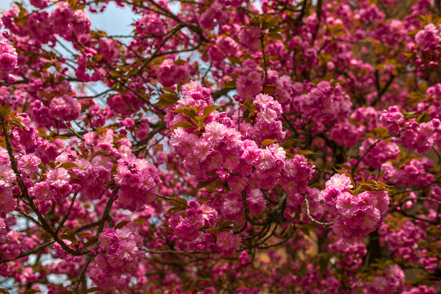 Ukraine. Uzhgorod. Головна