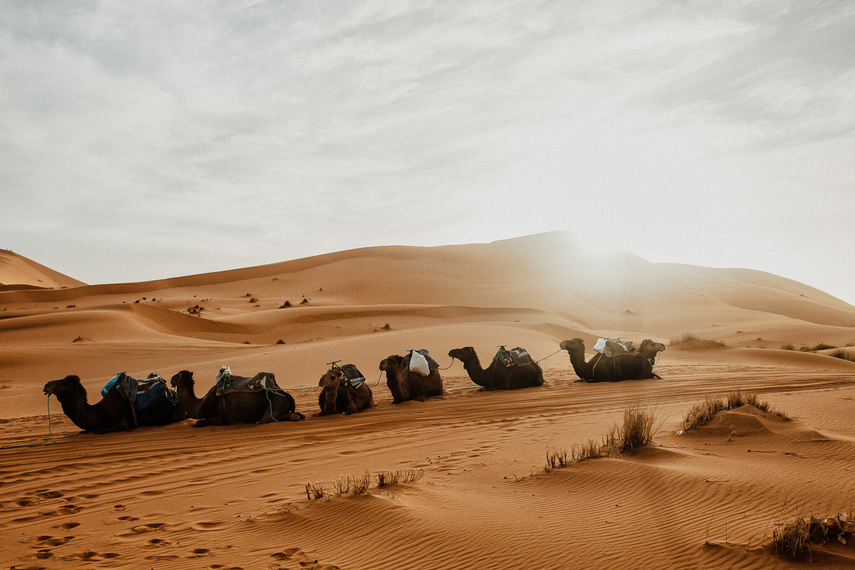 Sahara desert. Головна