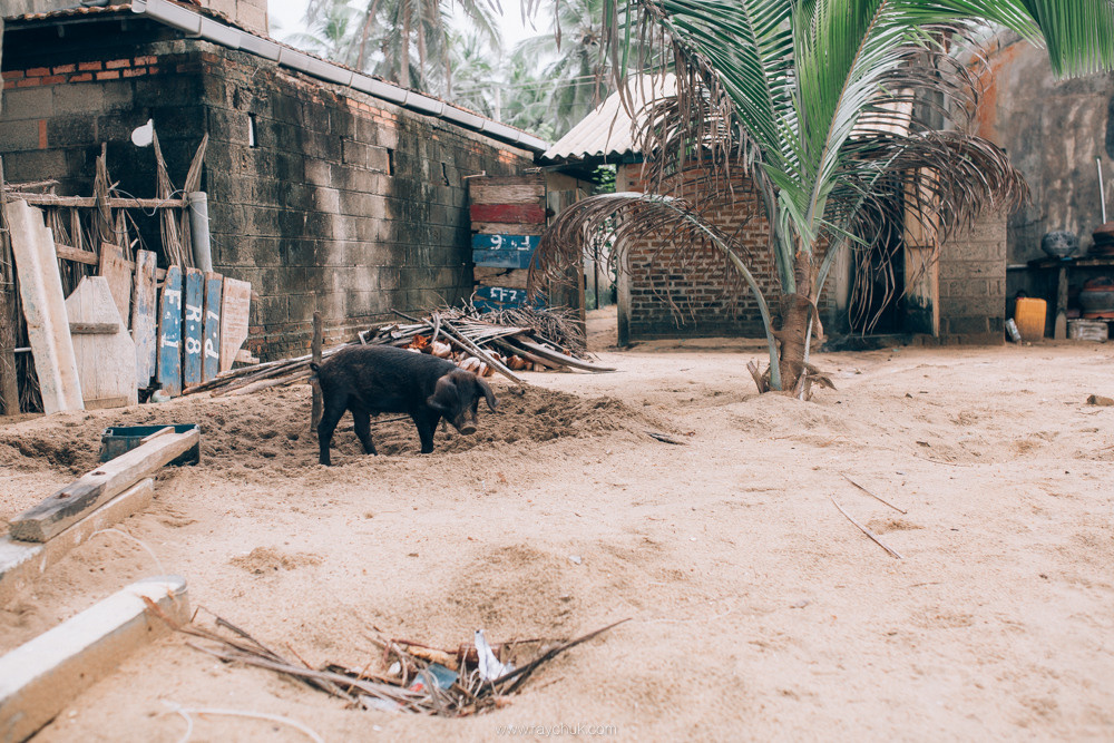 Sri Lanka. Головна