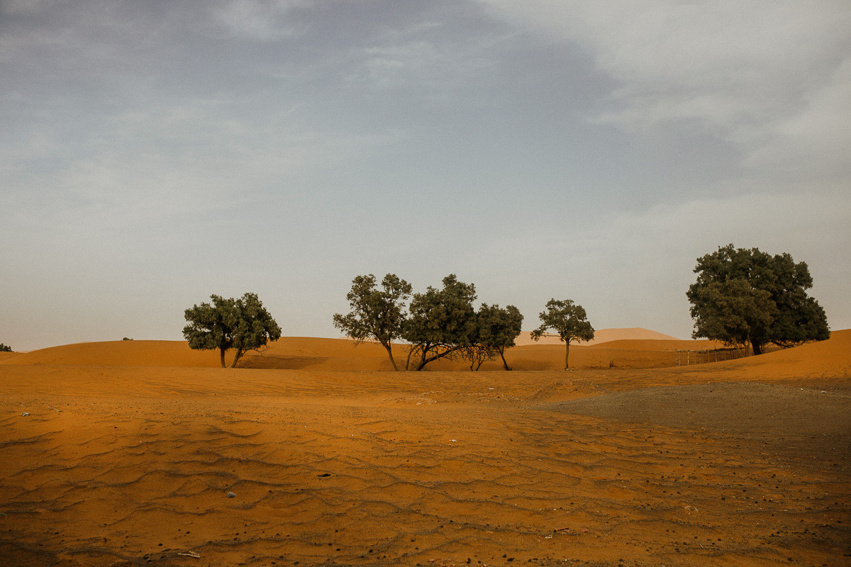 Sahara desert. Головна