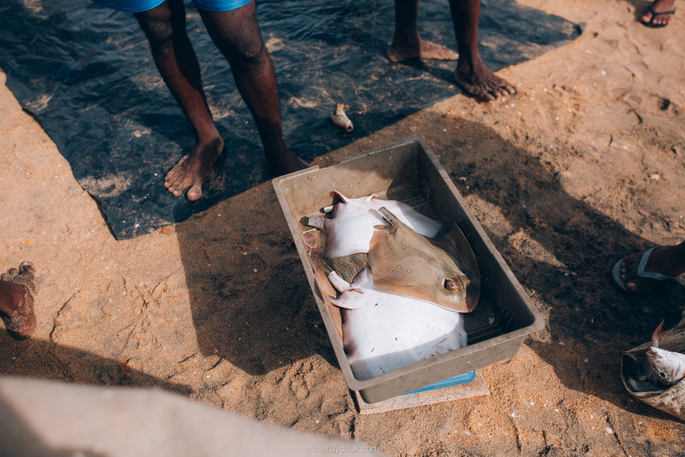 Sri Lanka. Головна