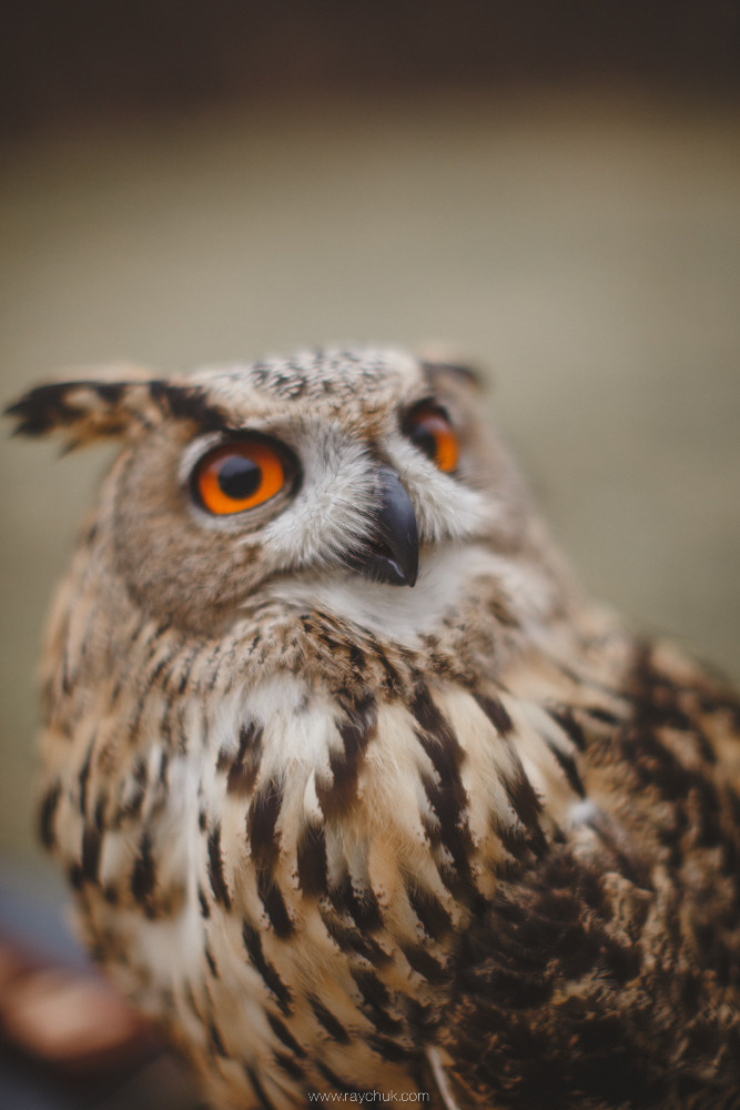 Spring is coming soon. Головна