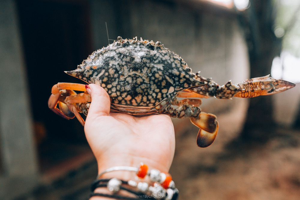 Sri Lanka. Головна