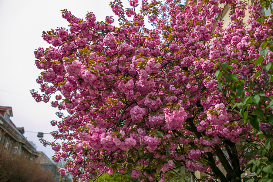 Ukraine. Uzhgorod. Головна