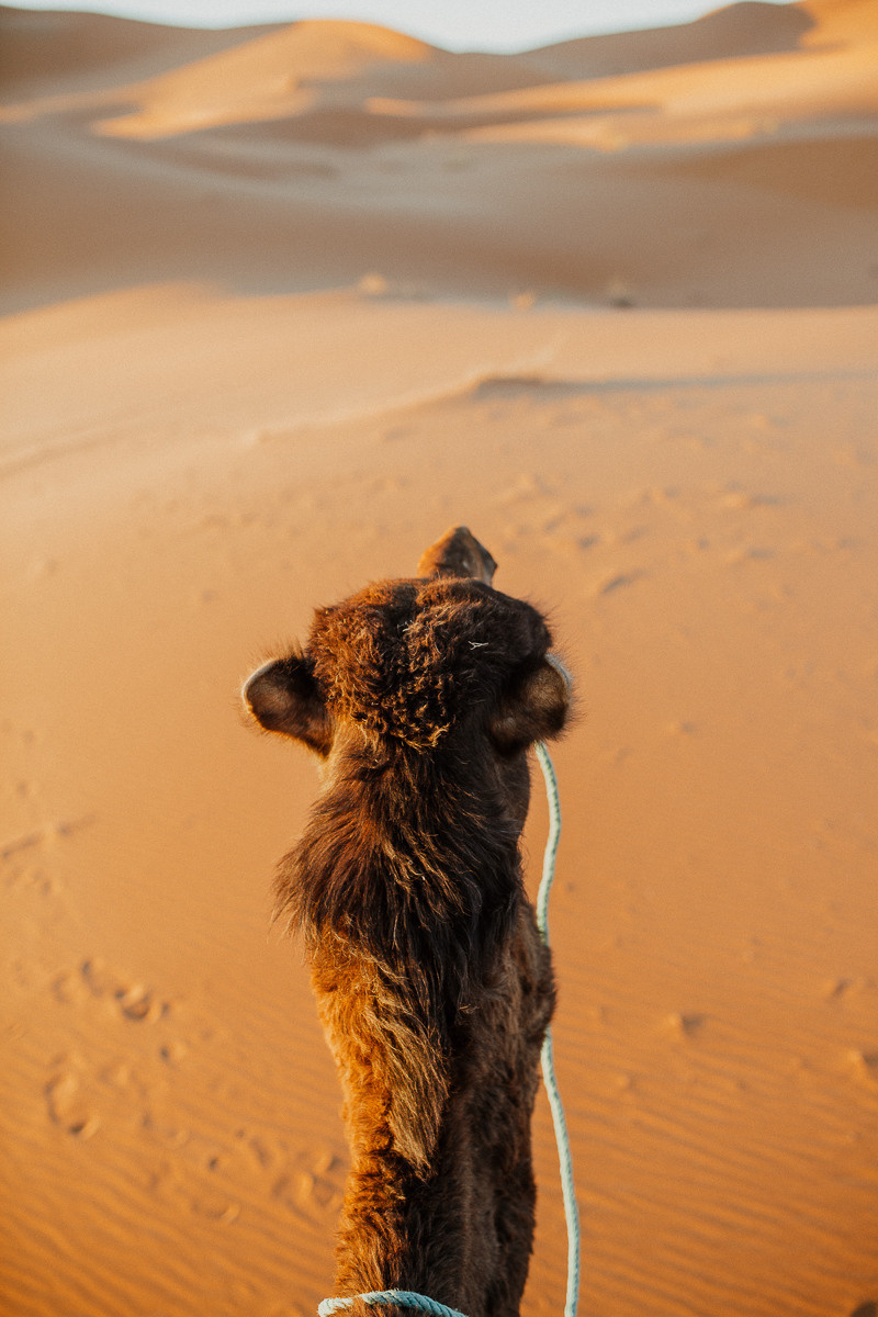 Sahara desert. Головна