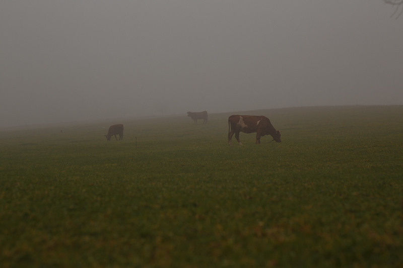 Ukraine. Precarpathian. Головна
