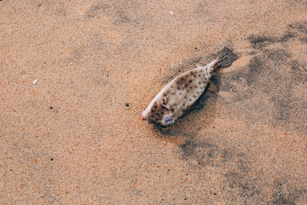 Sri Lanka. Головна