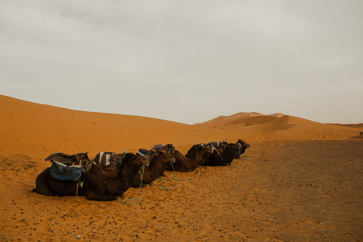 Sahara desert. Головна