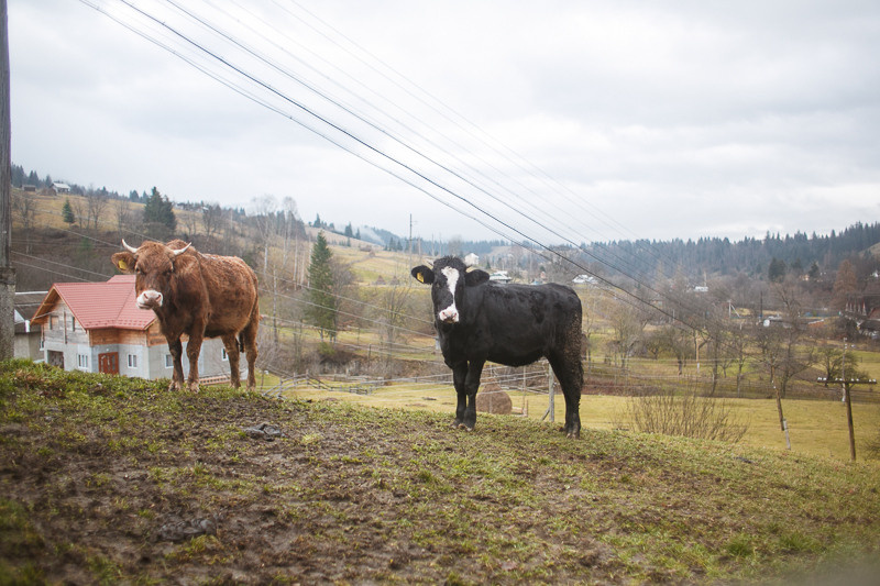 Ukraine. Precarpathian. Головна