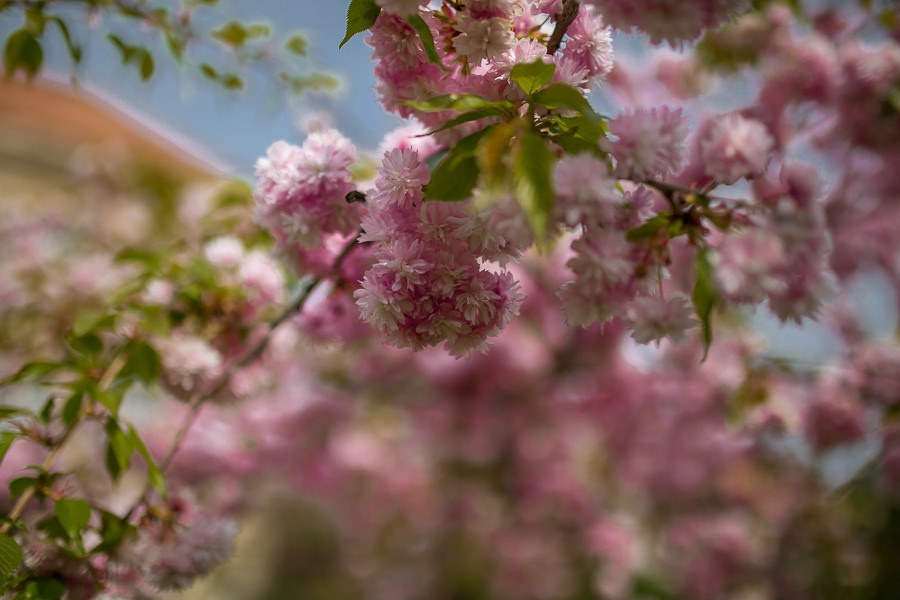 Ukraine. Uzhgorod. Головна