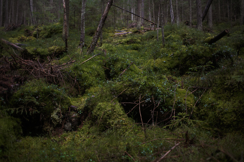 Ukraine. Precarpathian. Головна