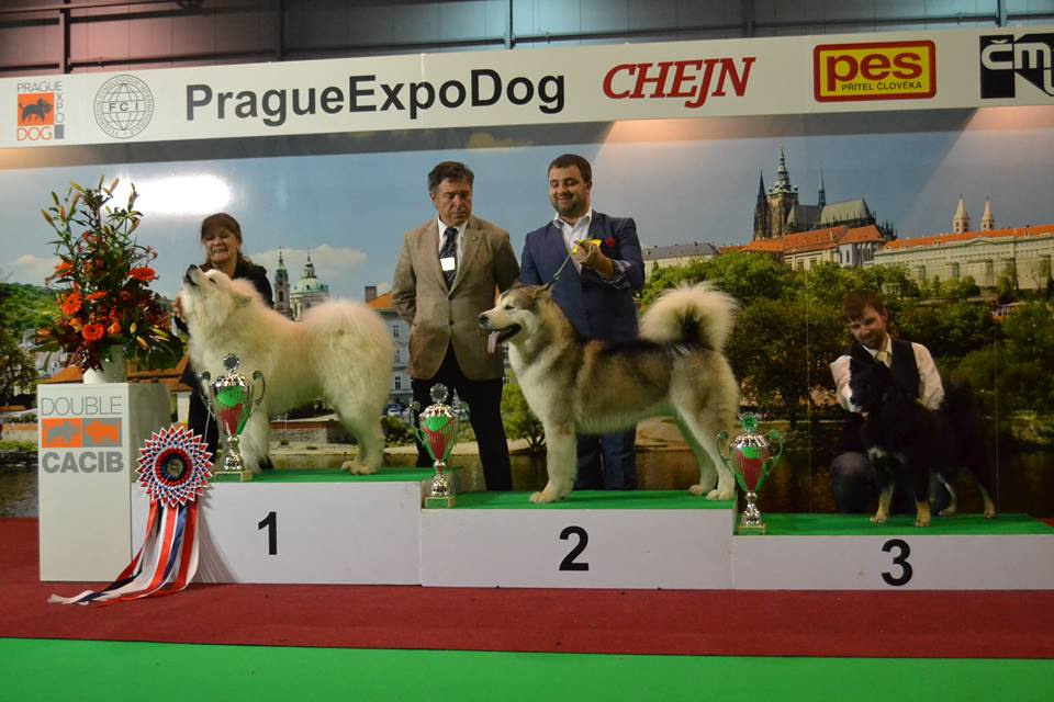 JAGA-JAGA VASILYEV OSTROV. AVENTURAS EN ALASKA — питомник Аляскинских маламутов в Украине