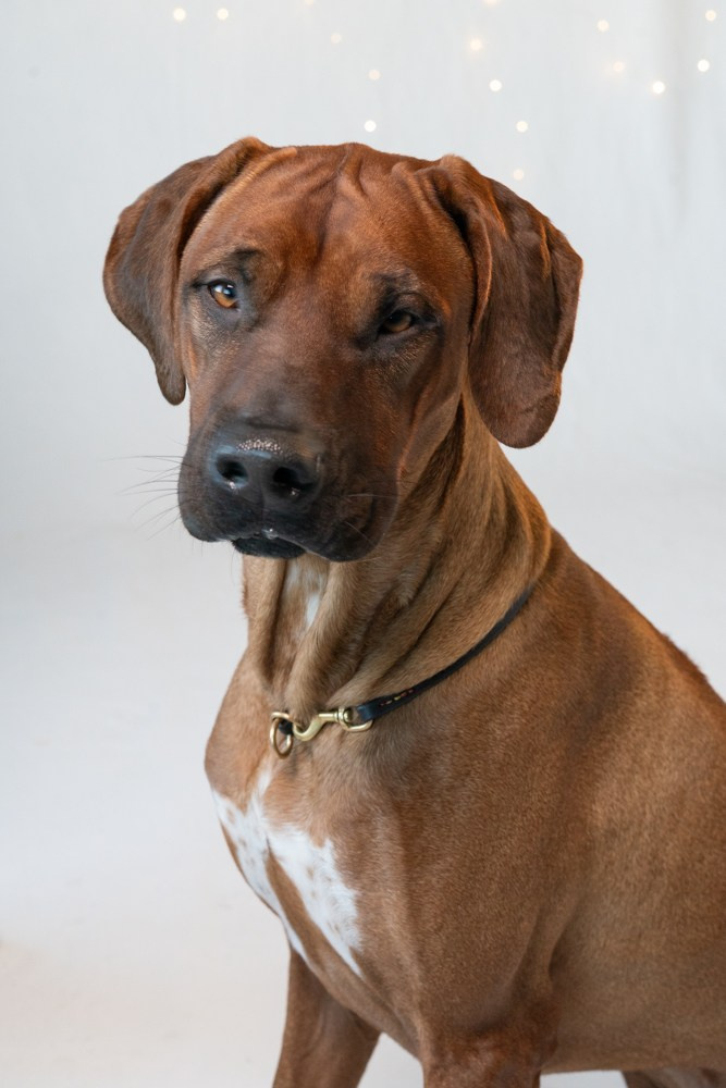 Photoshooting dog, studio fotografico, fotogafia cani a Riccione. Fotografa a Riccione, ritratti di bambini e famiglia, animali domestici