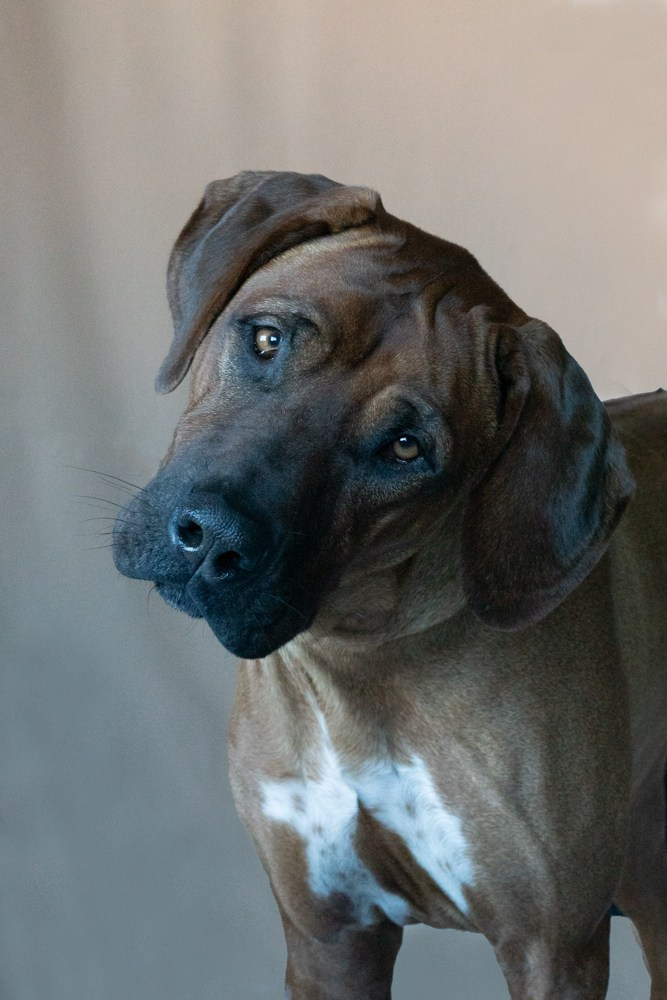 Photoshooting dog, studio fotografico, fotogafia cani a Riccione. Fotografa a Riccione, ritratti di bambini e famiglia, animali domestici