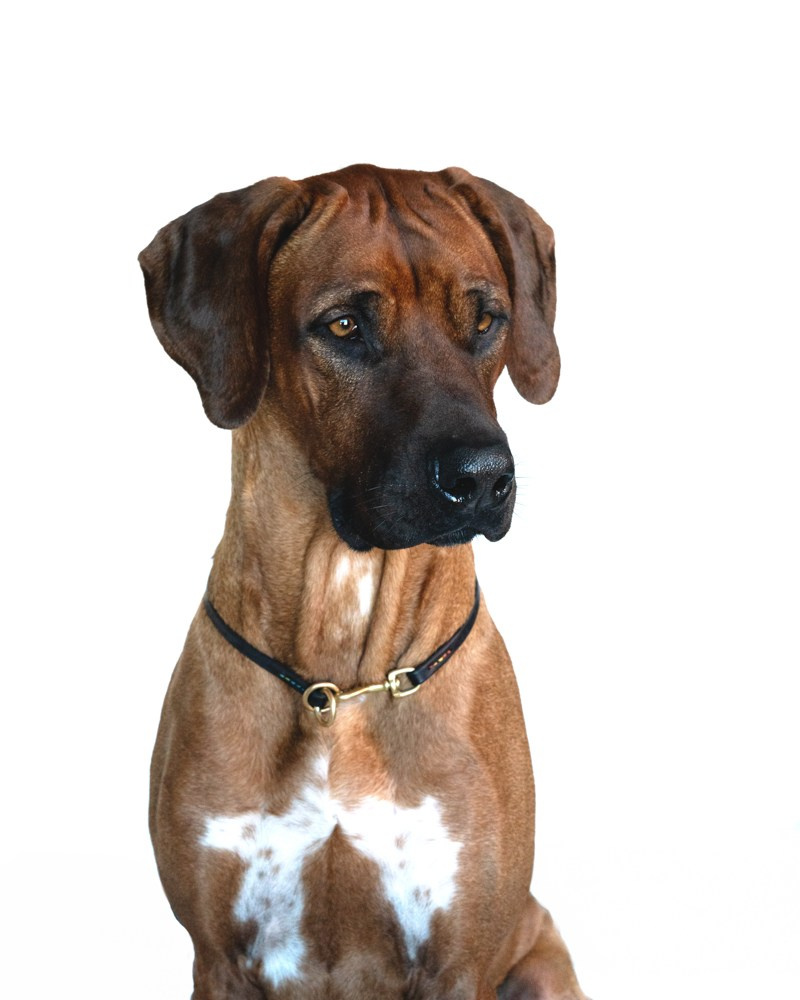 Photoshooting dog, studio fotografico, fotogafia cani a Riccione. Fotografa a Riccione, ritratti di bambini e famiglia, animali domestici