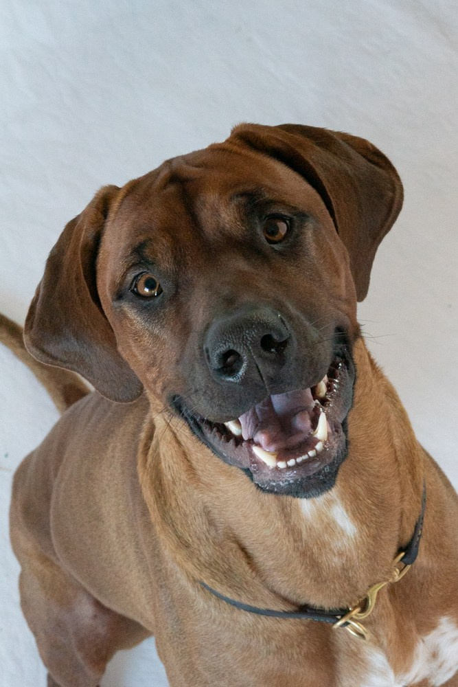 Photoshooting dog, studio fotografico, fotogafia cani a Riccione. Fotografa a Riccione, ritratti di bambini e famiglia, animali domestici